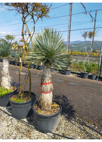 YUCCA Rostrata (Yucca rostré, yucca bleu) En pot hauteur du tronc 120-140 cm