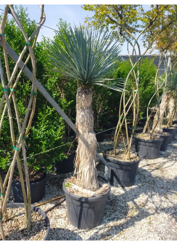 YUCCA Rostrata (Yucca rostré, yucca bleu) En pot hauteur du tronc 140-160 cm