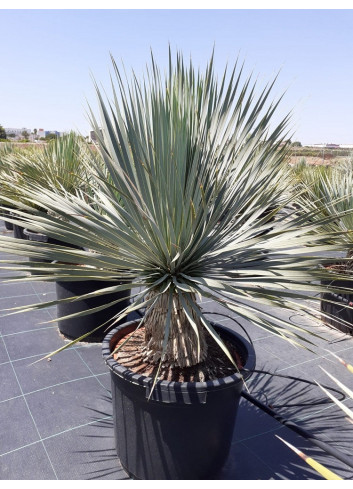 YUCCA Rostrata (Yucca rostré, yucca bleu) En pot