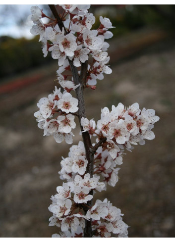 PRUNUS TRAILBLAZER (Cerisier à fleurs Trailblazer)