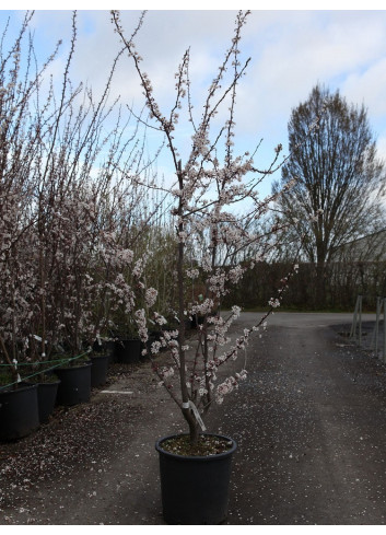 PRUNUS TRAILBLAZER (Cerisier à fleurs Trailblazer) En pot de 25-30 litres forme buisson hauteur 125-150 cm