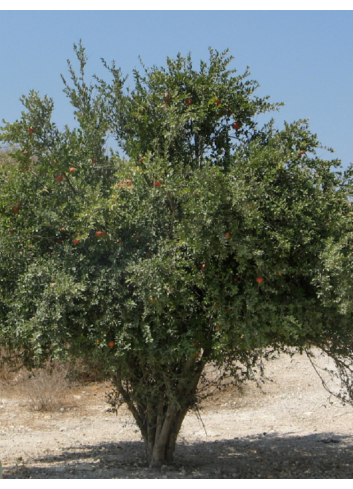 GRENADIER à fruits MALISI (Punica granatum)
