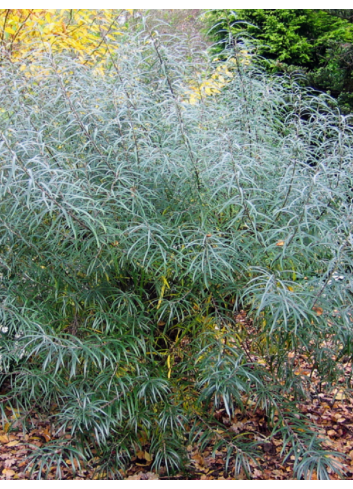 SALIX rosmarinifolia (Saule à feuilles de romarin)