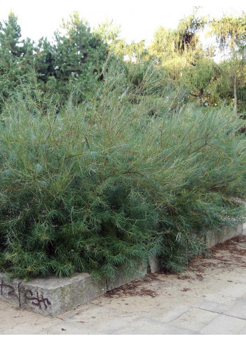 SALIX rosmarinifolia (Saule à feuilles de romarin)