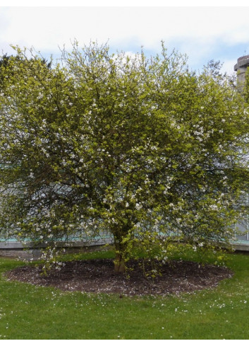 PONCIRUS trifoliata (Citronnier épineux ou Oranger trifolié)