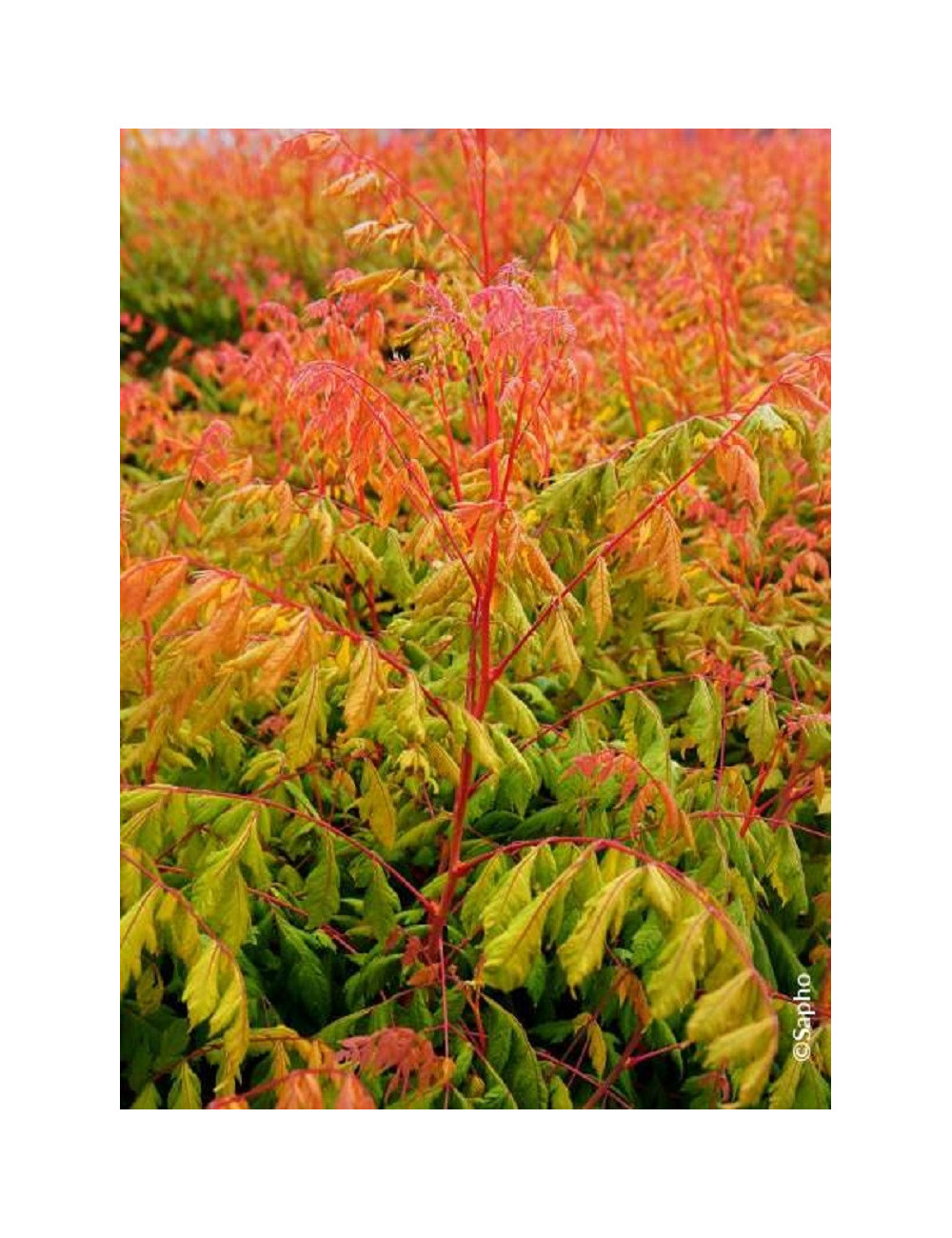 KOELREUTERIA paniculata CORAL SUN cov (Savonnier Coral sun)