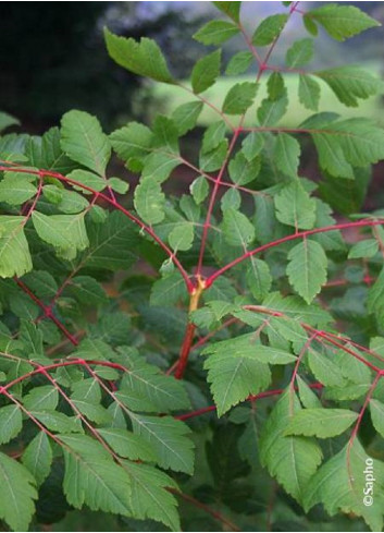 KOELREUTERIA paniculata CORAL SUN cov (Savonnier Coral sun)