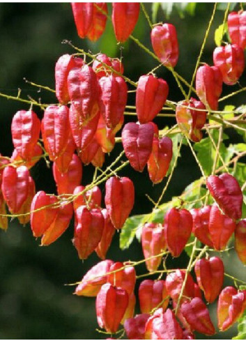 KOELREUTERIA paniculata CORAL SUN cov (Savonnier Coral sun)