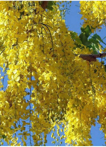 KOELREUTERIA paniculata CORAL SUN cov (Savonnier Coral sun)