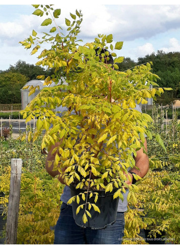 KOELREUTERIA paniculata CORAL SUN cov (Savonnier Coral sun) En pot de 10-12 litres forme buisson