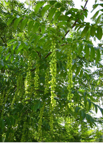 PTEROCARYA fraxinifolia (Ptérocaryer à feuilles de frênes, ptérocaryer du Caucase)