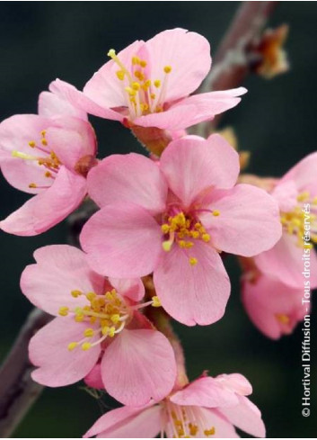 PRUNUS kurilensis RUBY (Cerisier à fleurs des îles Kouriles Ruby)
