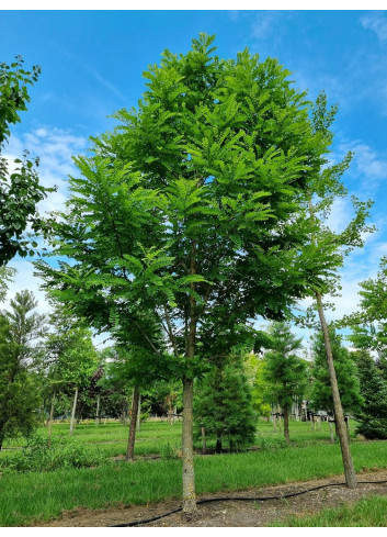 ROBINIA pseudoacacia  BESSONIANA (Robinia faux-acacia)