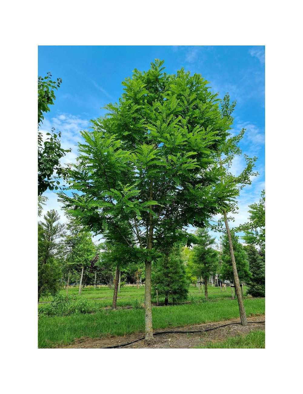 ROBINIA pseudoacacia  BESSONIANA (Robinia faux-acacia)