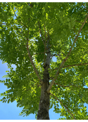 ROBINIA pseudoacacia  BESSONIANA (Robinia faux-acacia)