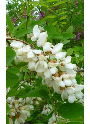 ROBINIA pseudoacacia  BESSONIANA (Robinia faux-acacia)