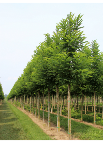 ROBINIA pseudoacacia  BESSONIANA (Robinia faux-acacia)