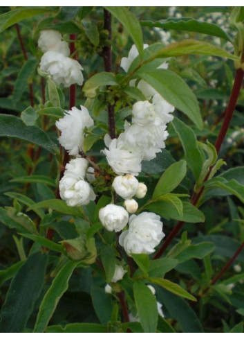 PRUNUS glandulosa ALBA PLENA (Cerisier à fleurs)