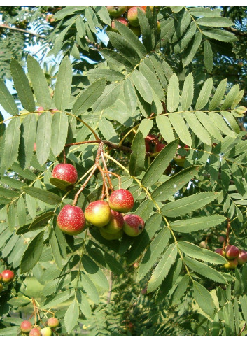 CORMIER ou SORBIER DOMESTIQUE (Sorbus domestica)