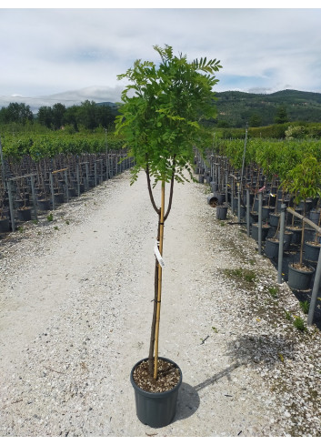 CORMIER ou SORBIER DOMESTIQUE (Sorbus domestica) En pot de 10-12 litres forme tige hauteur du tronc 090-110 cm