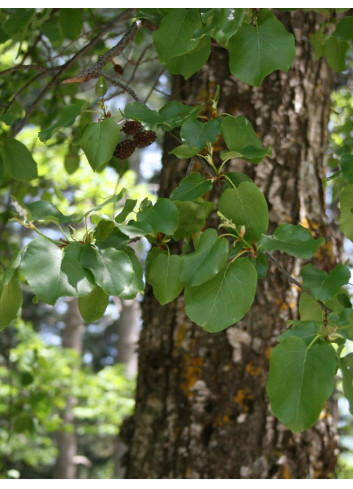 ALNUS cordata (Aulne à feuilles en coeur)