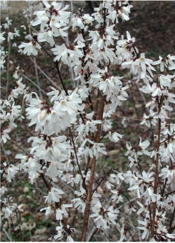 ABELIOPHYLLUM distichum (Forsythia blanc)