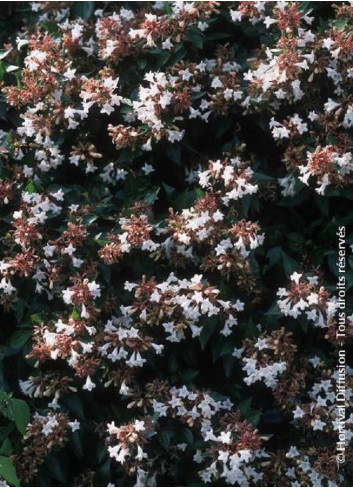 ABELIA grandiflora SEMPERFLORENS (Abélia à grandes fleurs Semperflorens)