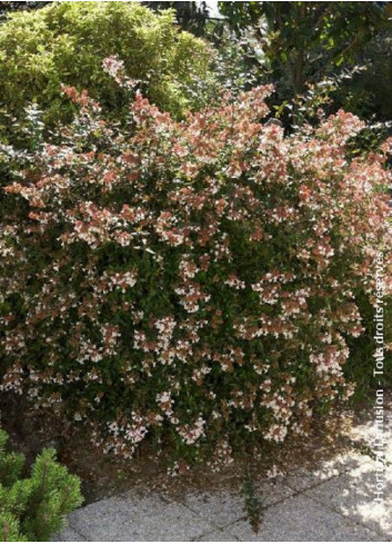 ABELIA grandiflora SEMPERFLORENS (Abélia à grandes fleurs Semperflorens)