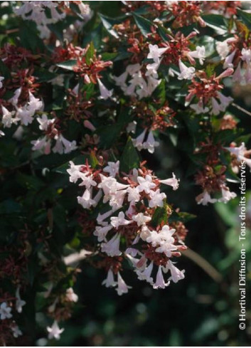 ABELIA grandiflora SEMPERFLORENS (Abélia à grandes fleurs Semperflorens)