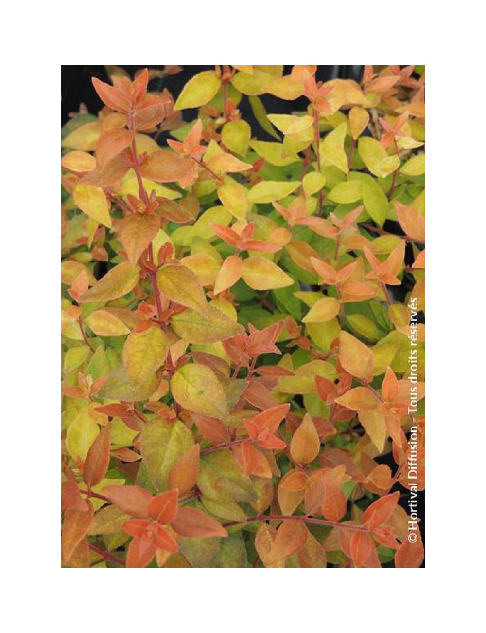 ABELIA grandiflora CARAMEL CHARM® (Abélia à grandes fleurs Caramel charm)