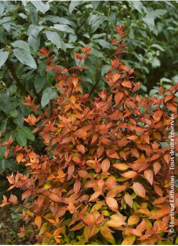 ABELIA grandiflora CARAMEL CHARM® (Abélia à grandes fleurs Caramel charm)