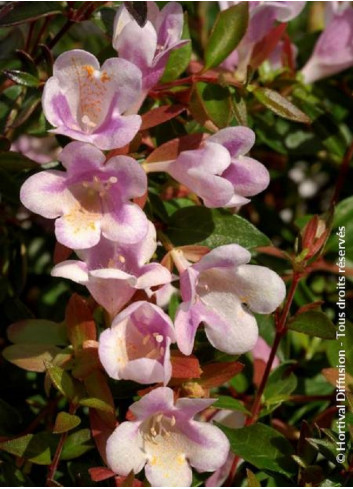 ABELIA grandiflora PASTEL CHARM® (Abélia à grandes fleurs Pastel charm)