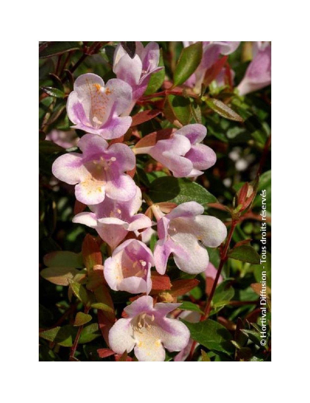 ABELIA grandiflora PASTEL CHARM® (Abélia à grandes fleurs Pastel charm)