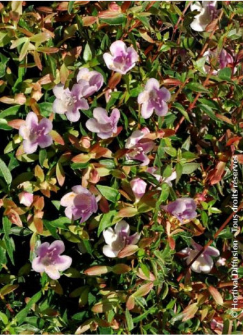 ABELIA grandiflora PASTEL CHARM® (Abélia à grandes fleurs Pastel charm)