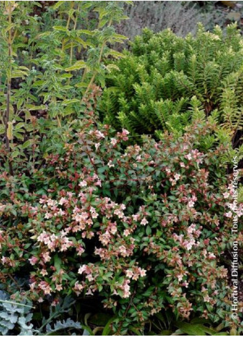 ABELIA grandiflora PASTEL CHARM® (Abélia à grandes fleurs Pastel charm)