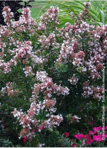 ABELIA chinensis AUTUMN FESTIVAL® (Abélia de Chine Autumn festival)