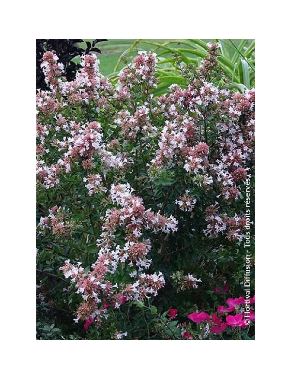 ABELIA chinensis AUTUMN FESTIVAL® (Abélia de Chine Autumn festival)