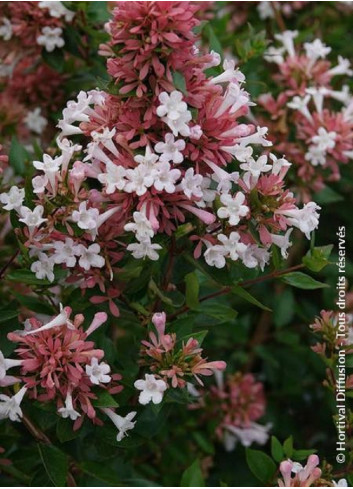 ABELIA chinensis AUTUMN FESTIVAL® (Abélia de Chine Autumn festival)