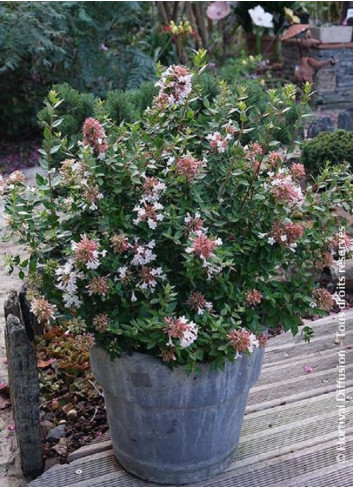 ABELIA chinensis AUTUMN FESTIVAL® (Abélia de Chine Autumn festival)