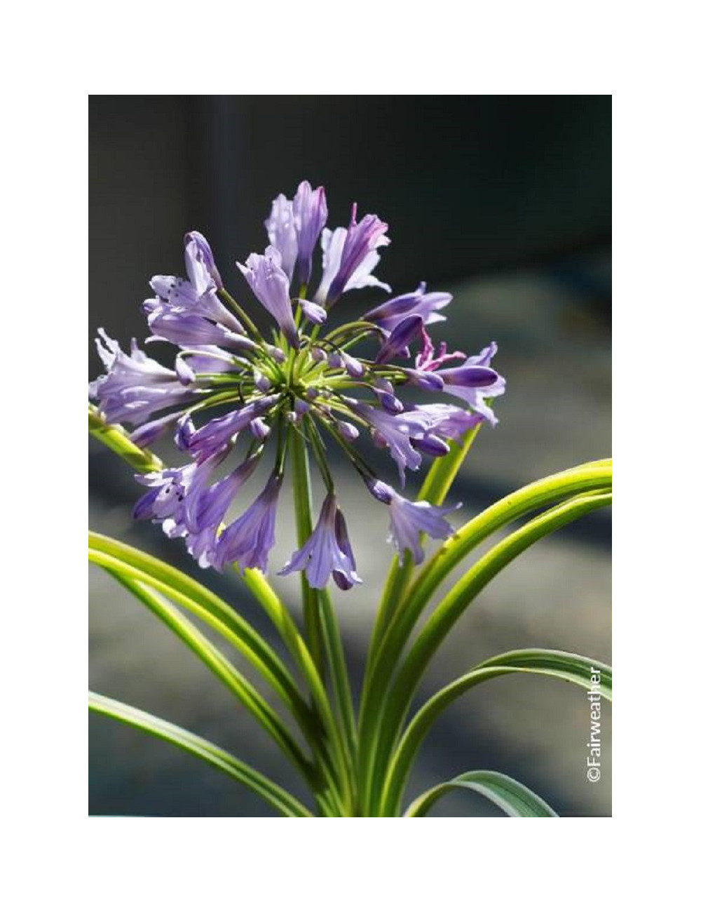 AGAPANTHUS SILVER MOON® (Agapanthe, fleur de l'amour)