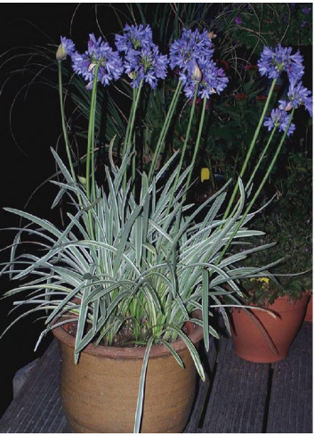 AGAPANTHUS SILVER MOON® (Agapanthe, fleur de l'amour)