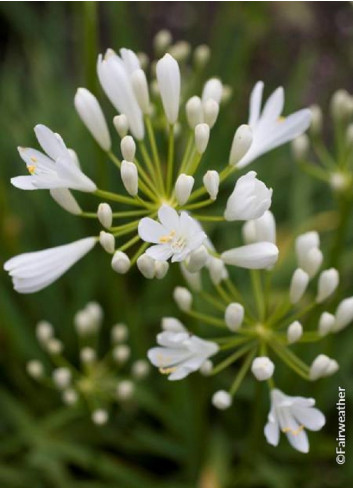 AGAPANTHUS SNOW PIXIE (Agapanthe, fleur de l'amour)
