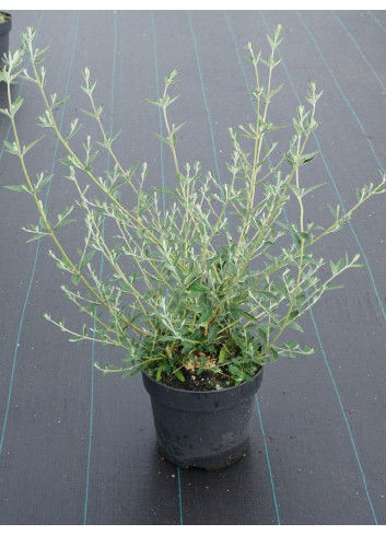 BUDDLEIA alternifolia (Arbre aux papillons à feuilles alternes) En pot de 4-5 litres forme buisson