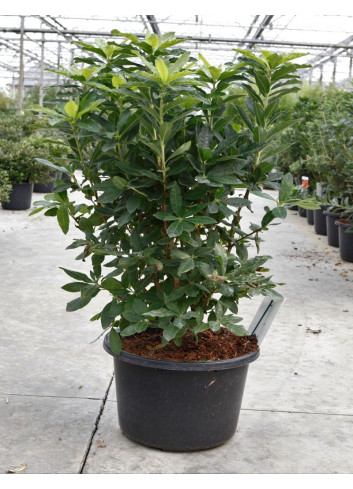 AZALEA mollis GIBRALTAR  (Azalée à feuilles caduques) En pot de 15-20 litres forme buisson hauteur 080-100 cm