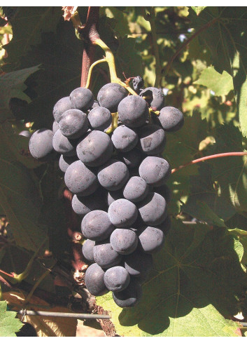 VIGNE DE TABLE ALPHONSE LAVALLÉE (Vitis vinifera)