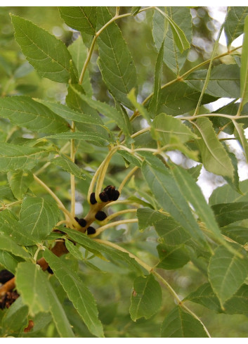 FRAXINUS excelsior JASPIDEA (Frêne à bois jaune)