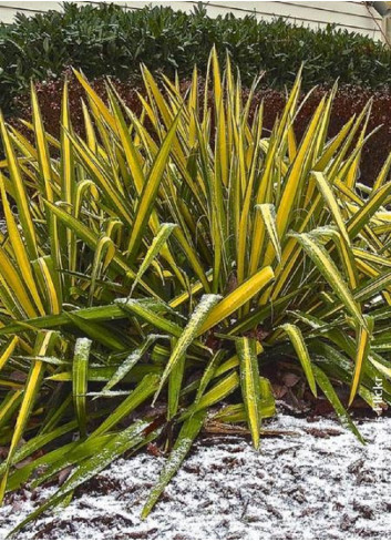 YUCCA filamentosa GOLDEN SWORD (Yucca herbe à soie Golden Sword)