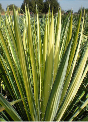 YUCCA filamentosa GOLDEN SWORD (Yucca herbe à soie Golden Sword)