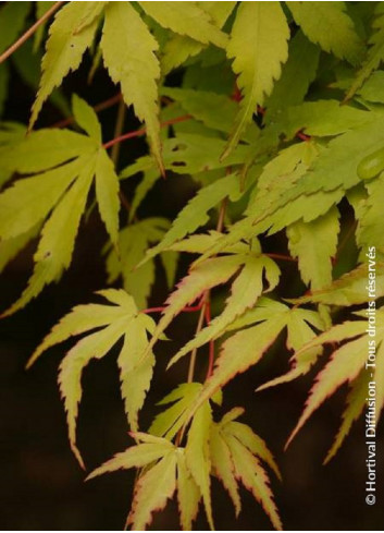 ACER palmatum KATSURA (Érable du Japon)