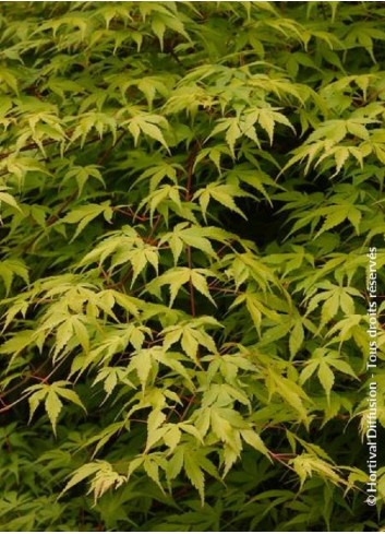 ACER palmatum KATSURA (Érable du Japon)